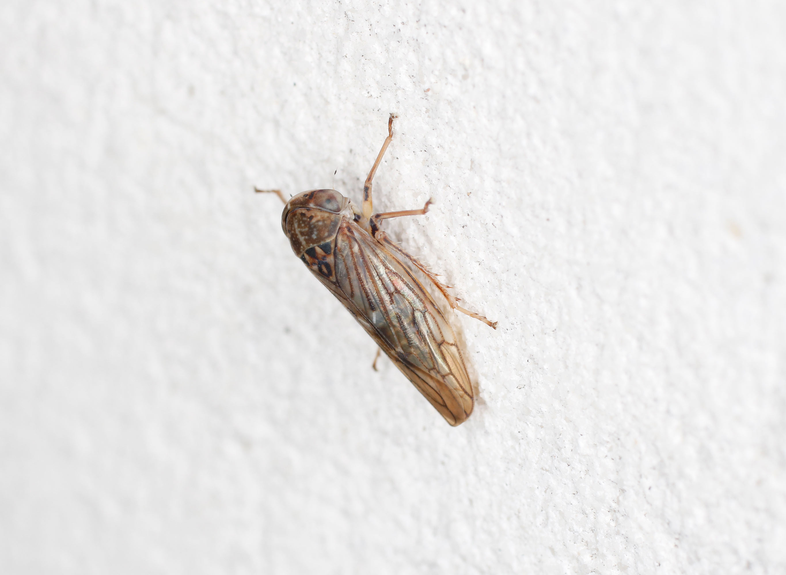 Cicadellidae: Idiocerus? S, Idiocerus lituratus